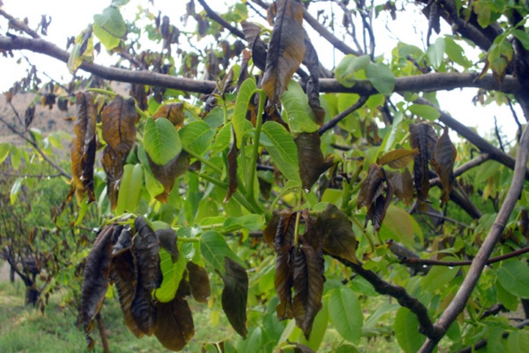 خسارت 320 میلیاردی سرمازدگی به باغداران +صوت