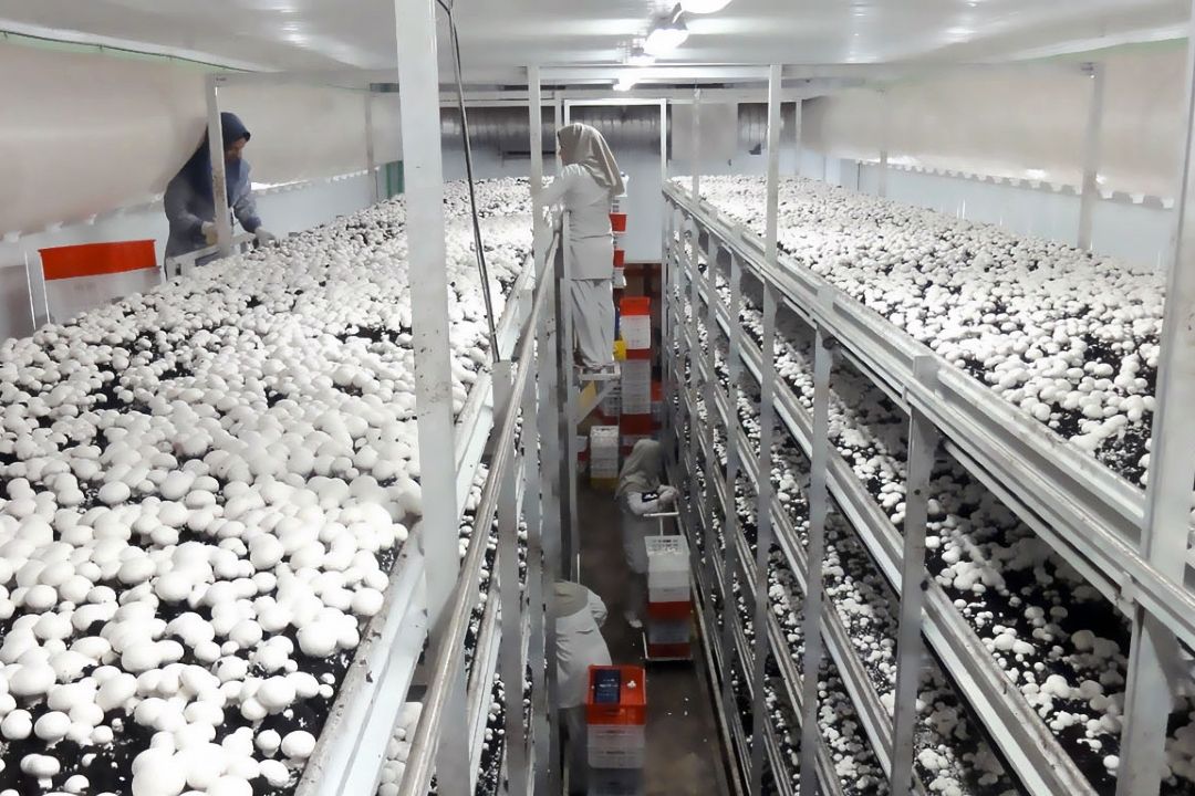 رتبه 7 جهانی ایران در تولید قارچ