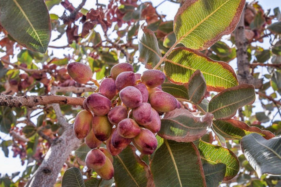 شناخت اقلیم شرط اول احداث باغ پسته