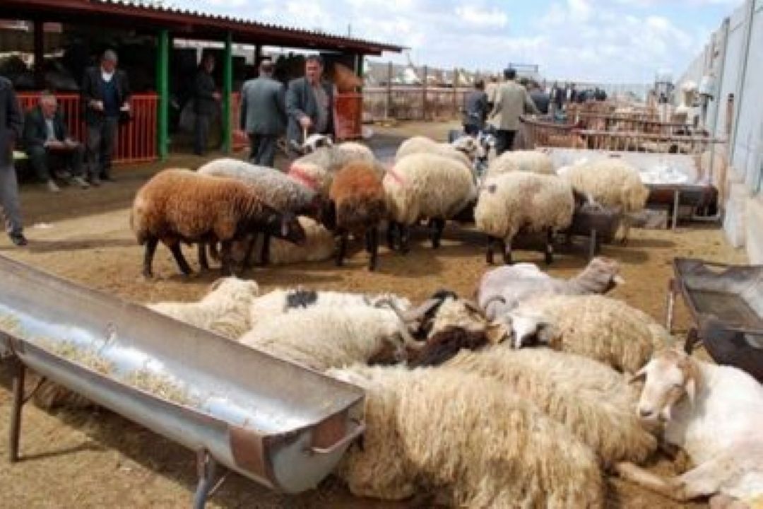 صنعت پرواربندی دام احیا شود (به همراه صوت)