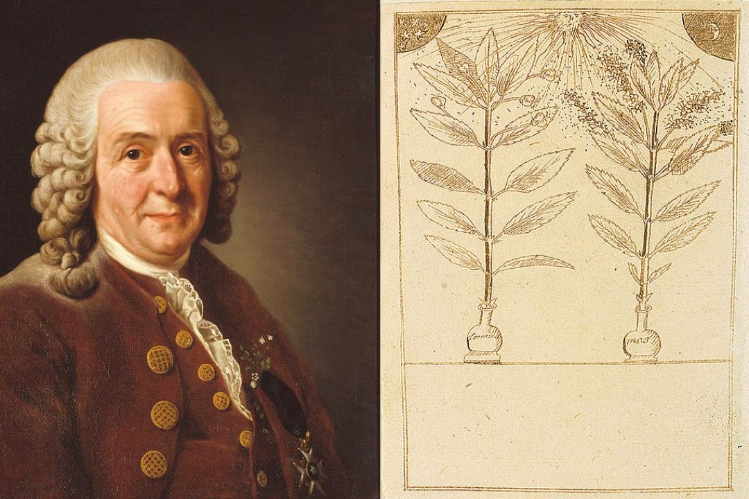 «روی خط» رادیو صبا با گیاه شناس سوئدی آشنا شوید