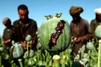 افغانستان مهم ترین كانون بحران مواد مخدر است