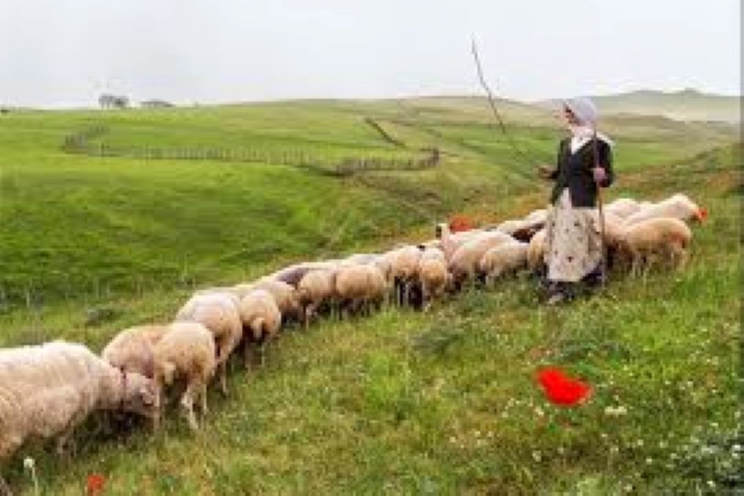 محیط شناسی دامداری در استان سمنان