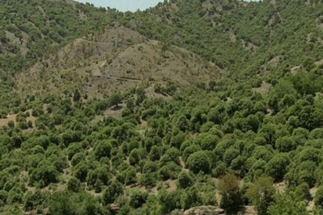  به باور برخی ها؛ احداث جاده زرد كوه به اقتصاد عشایر كمك فراوان می كند  