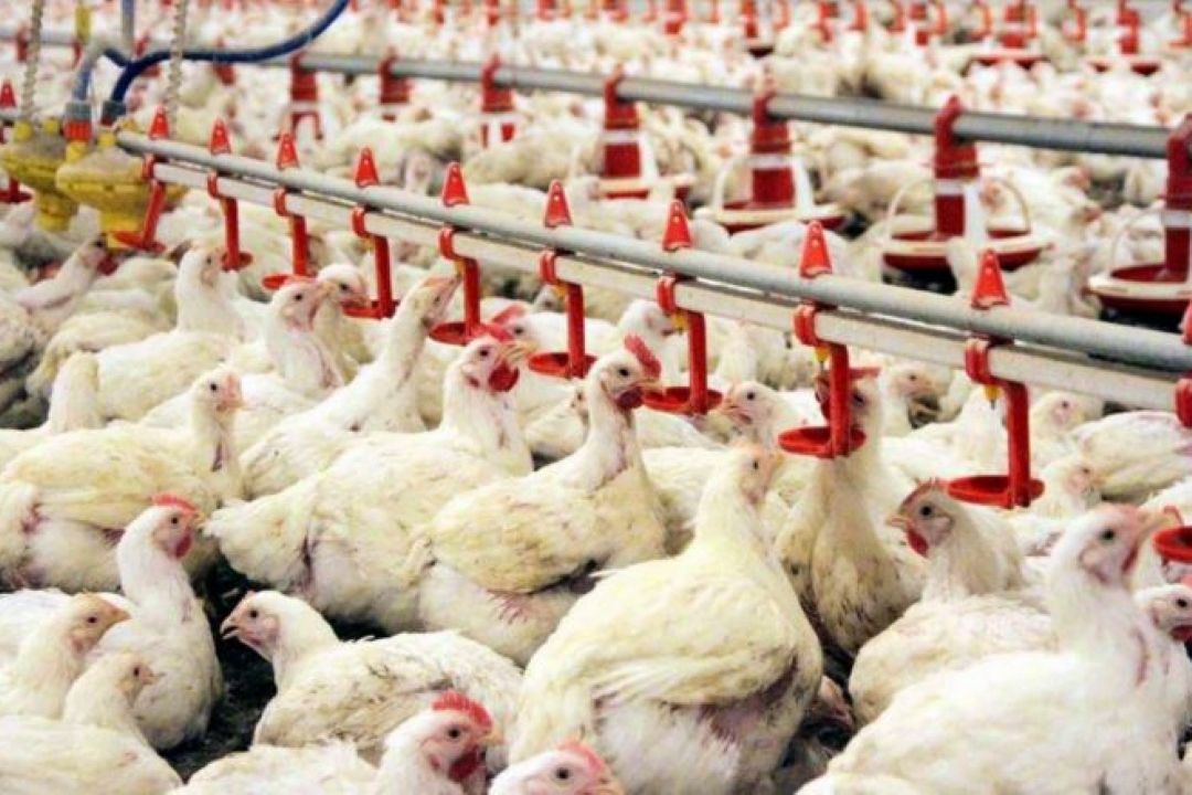 قیمت مرغ زنده در تاریخ ركوردشكنی كرد