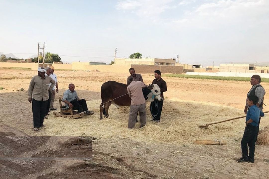 « بازنمایی آیین سنتی خرمن‌كوبی در اردكان»