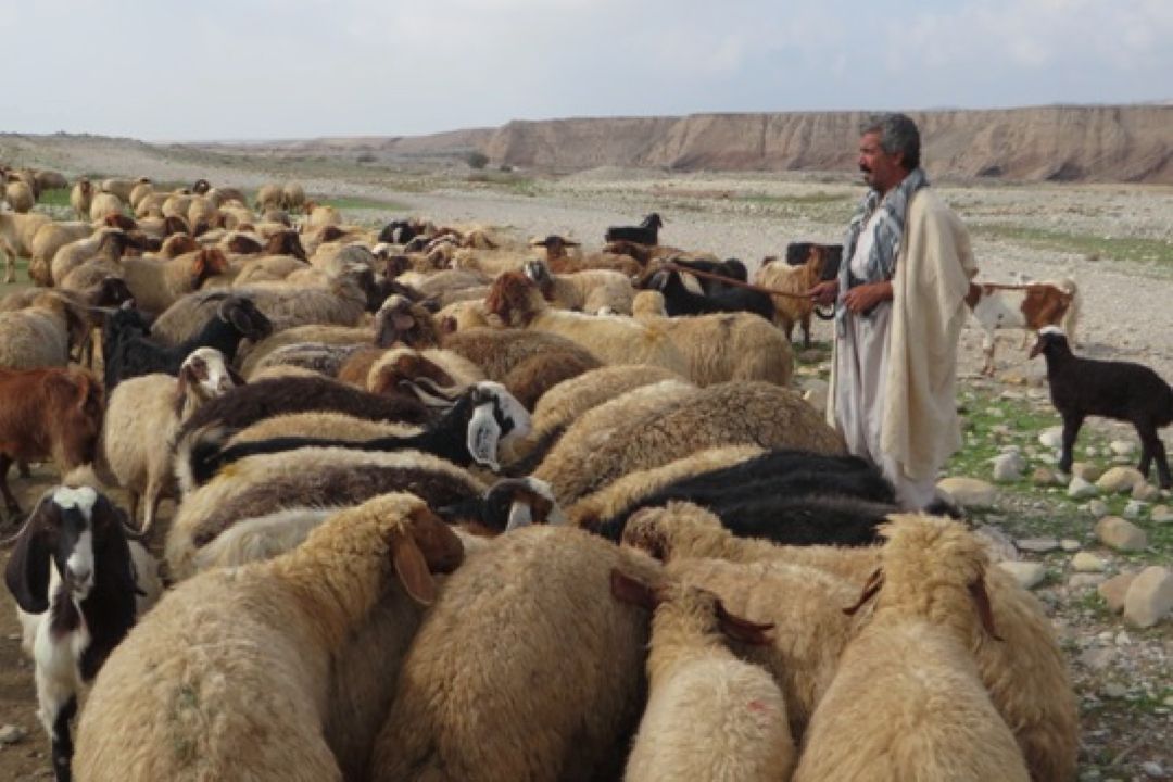 آداب جشن پشم چینی در ایل عشایر سمنان 