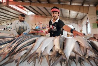 عراقی ها ماهی صادراتی ایران را عودت دادند/ كسی پاسخگو نیست!