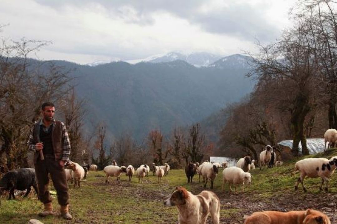 زندگی شبانان در سرخه سمنان  به روایت ترانه باران