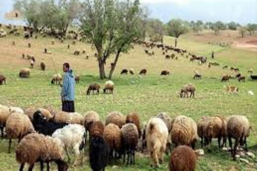مردم شناسی زندگی و تجربه چوپانان در سمنان