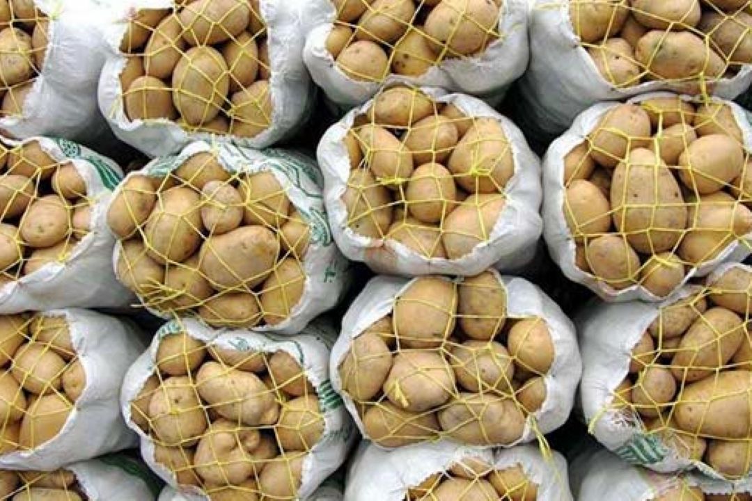  تولید 5 میلیون تن سیب زمینی در ایران