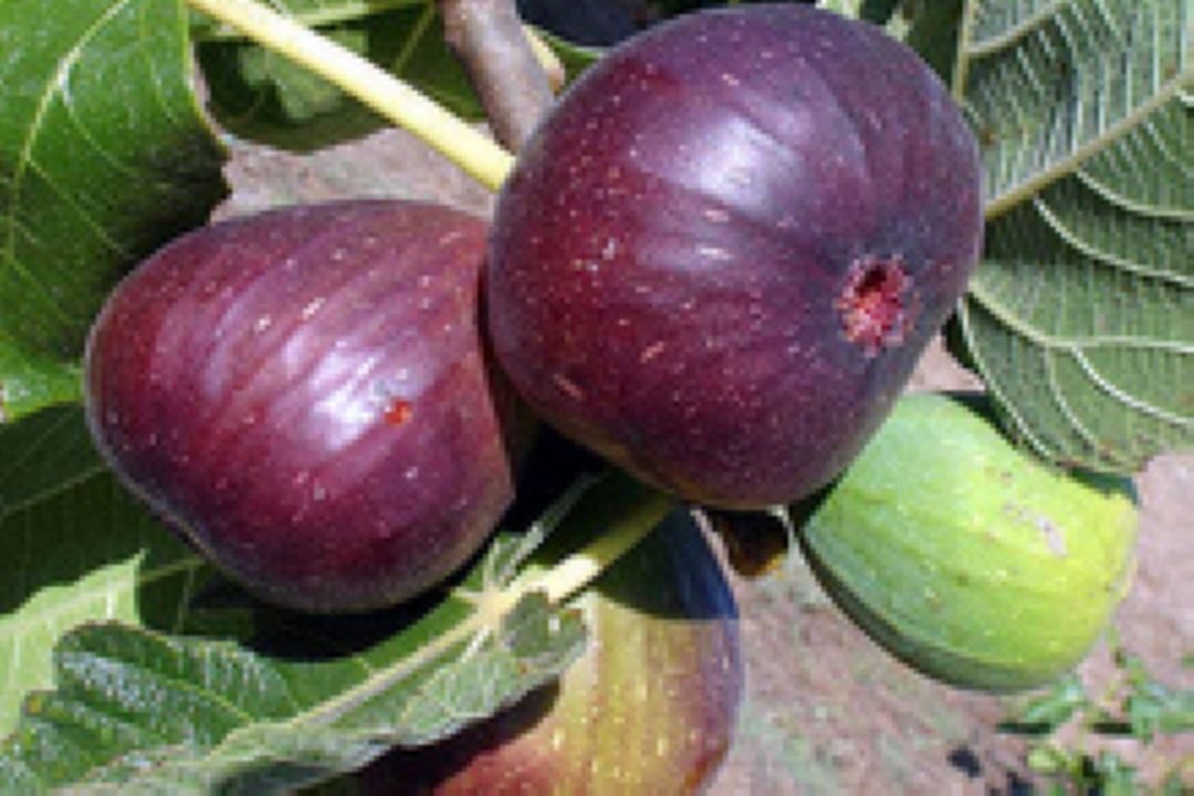 فرهنگ كار انجیر چینی فصل پاییز در سمنان