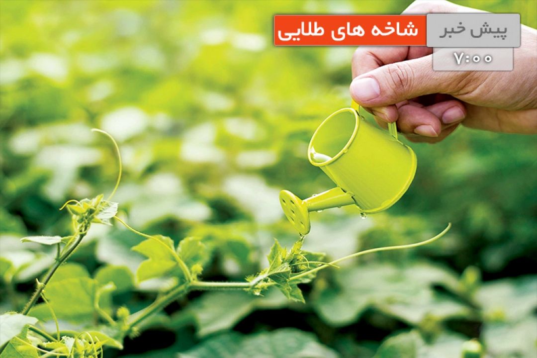 وضعیت تولید پرتقال در كشور