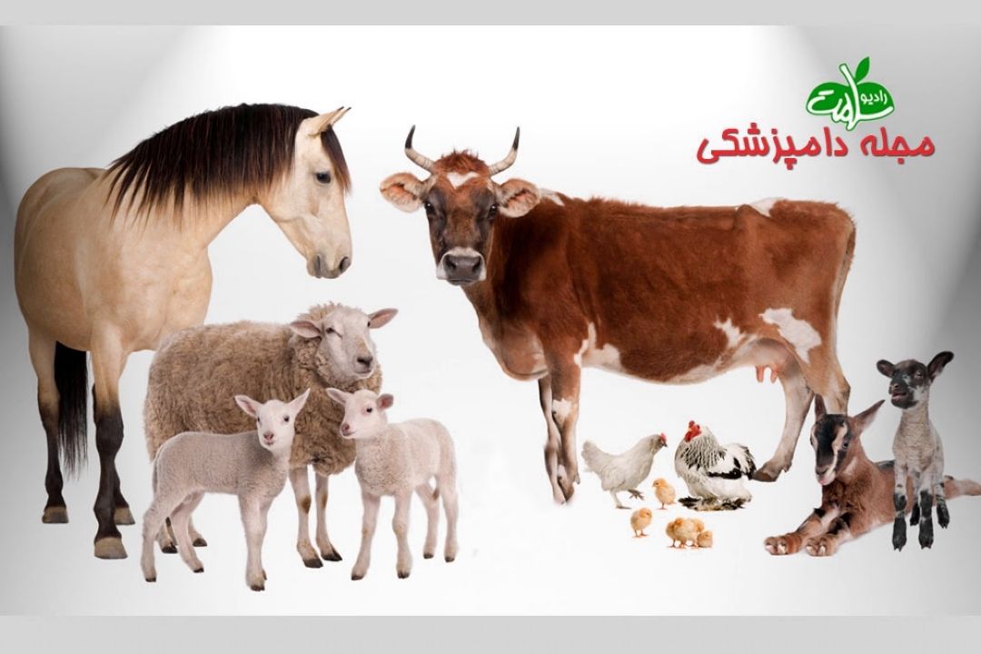 مجله دامپزشكی