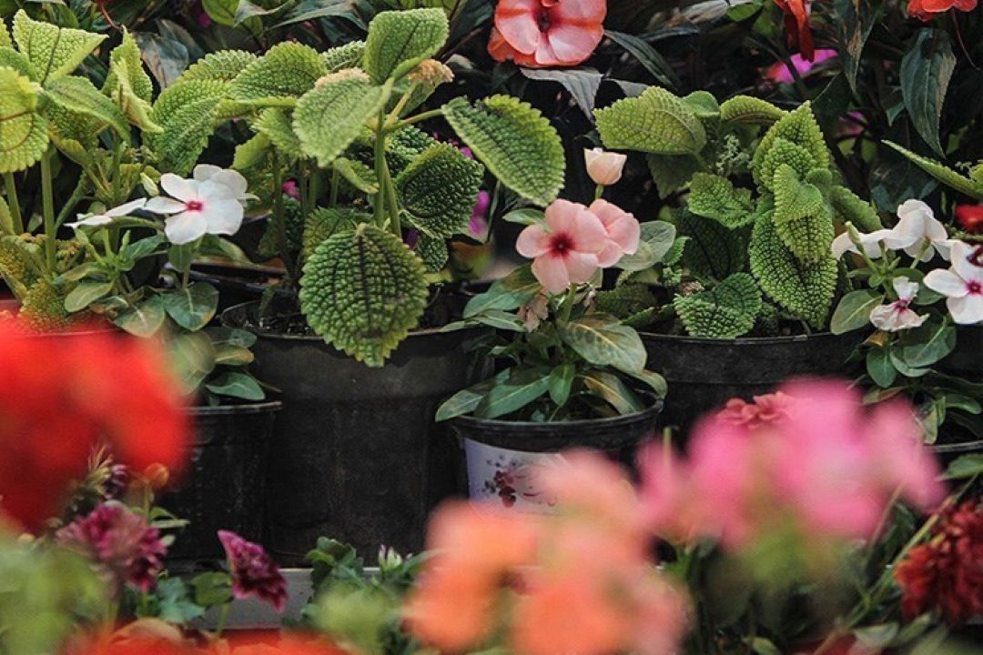 صادرات 3100 تنی گیاهان زینتی در 6 ماه
