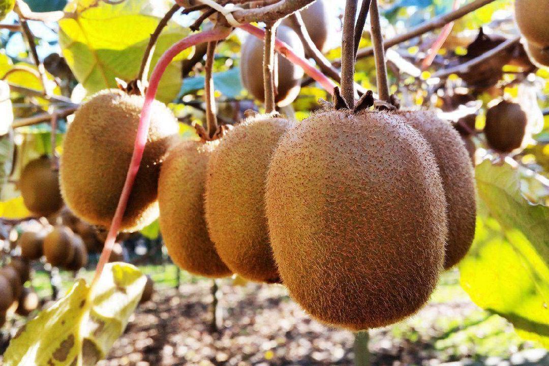 سطح زیر كشت 12 هزار هكتاری كیوی در ایران