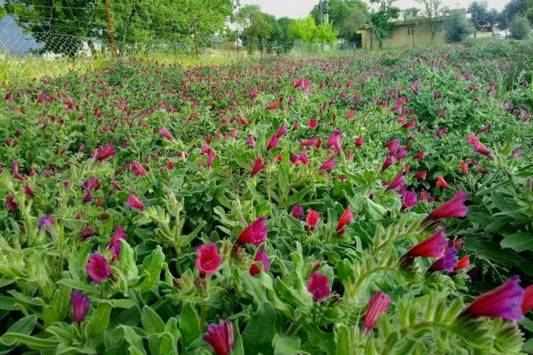  تاكید بر توسعه و ترویج كشت گیاهان دارویی