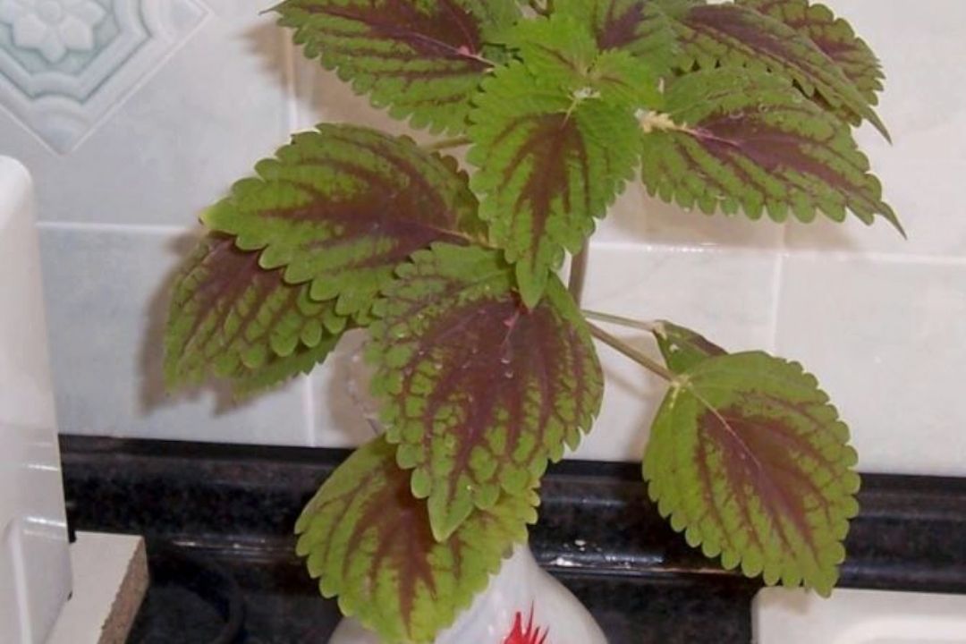 گزینه های روی میز 