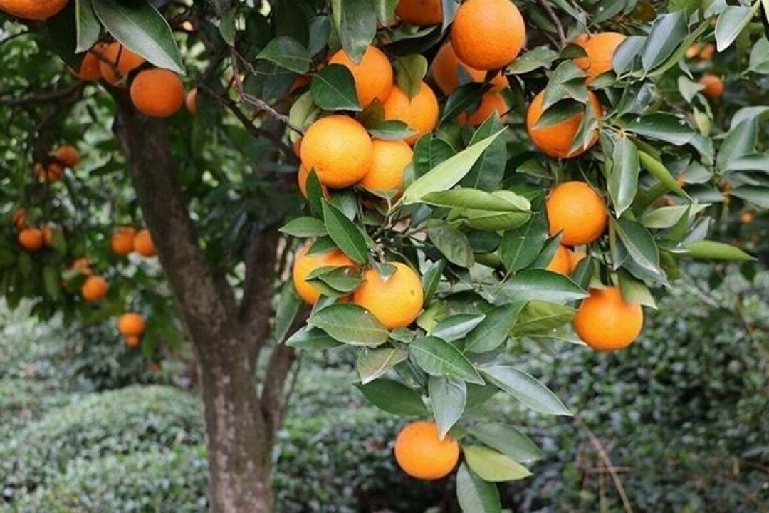  ناشناخته بودن عامل قطعی بروز زوال مركبات
