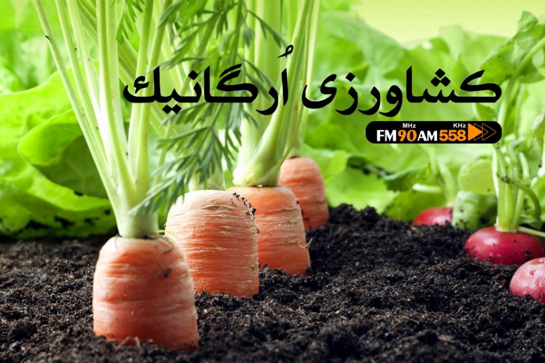 رفتن به سمت كشاورزی ارگانیك به پژوهش نیاز دارد