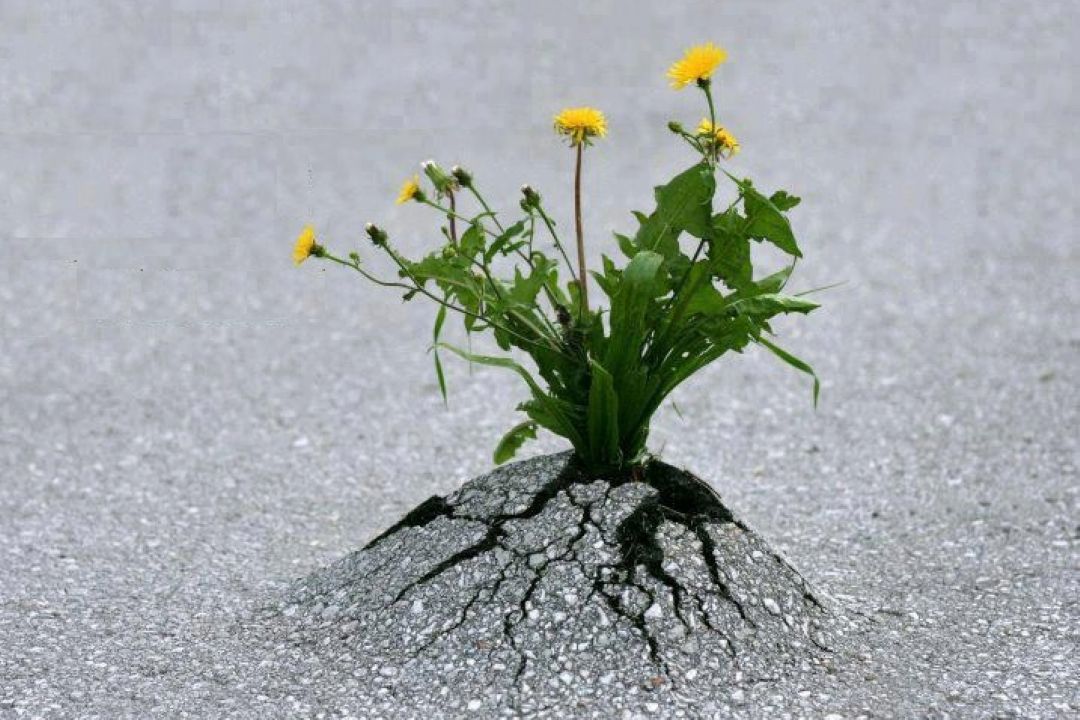 نگاهی به معانی مختلف اراده 
