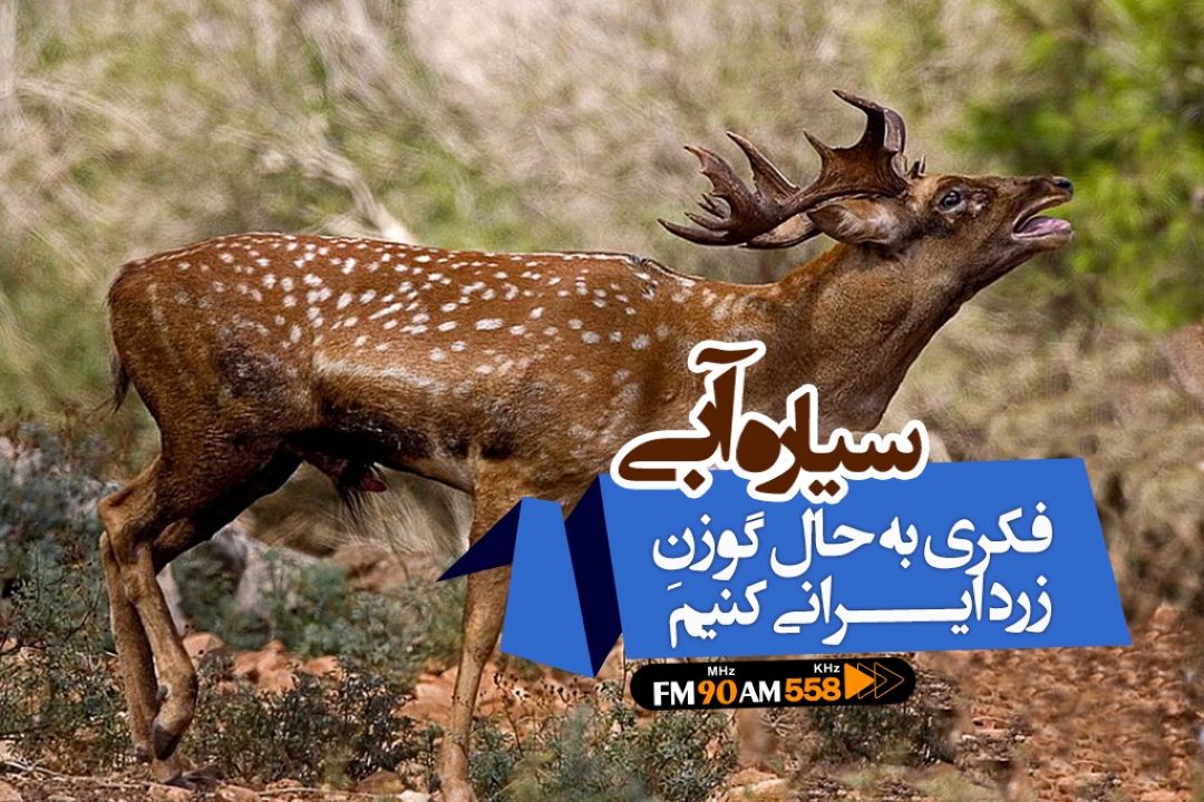 فكری به حال گوزن زرد ایرانی كنیم