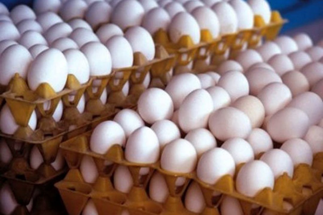 كاهش 2500 تومانی قیمت تخم مرغ