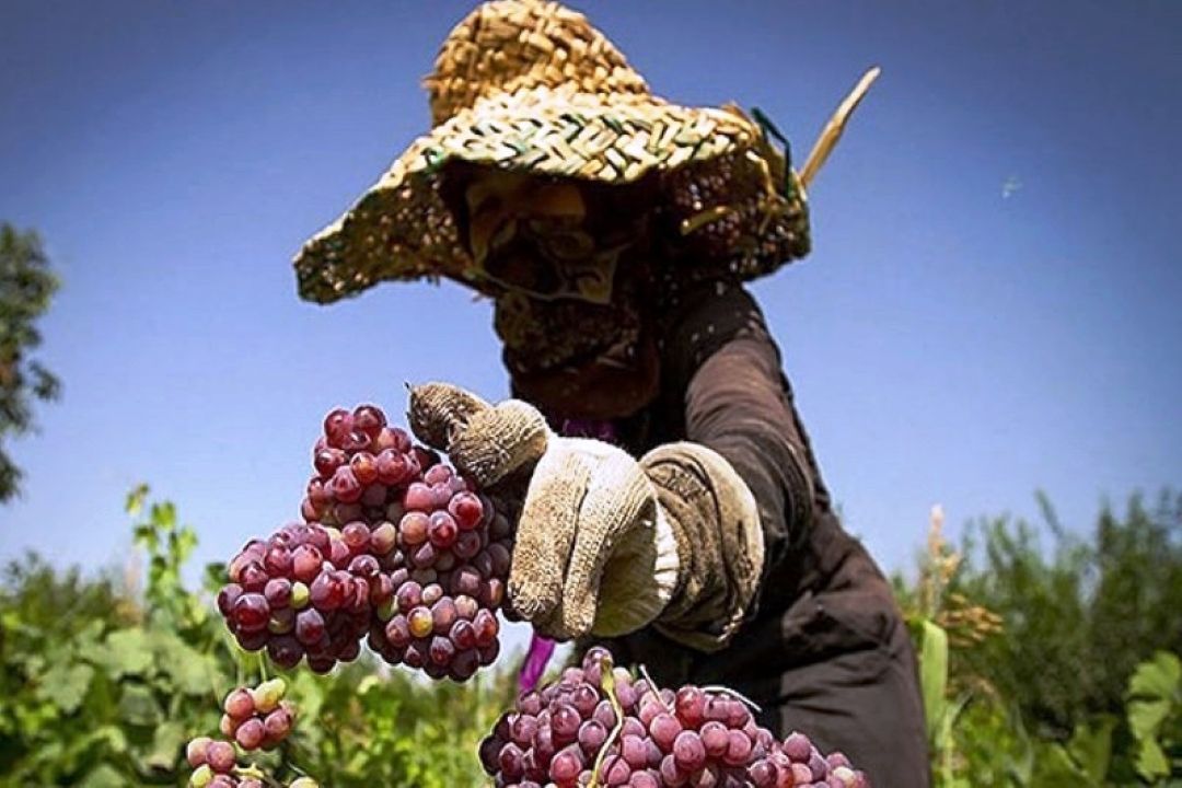 عدم شكل گیری زنجیره تولید در اقتصاد روستایی
