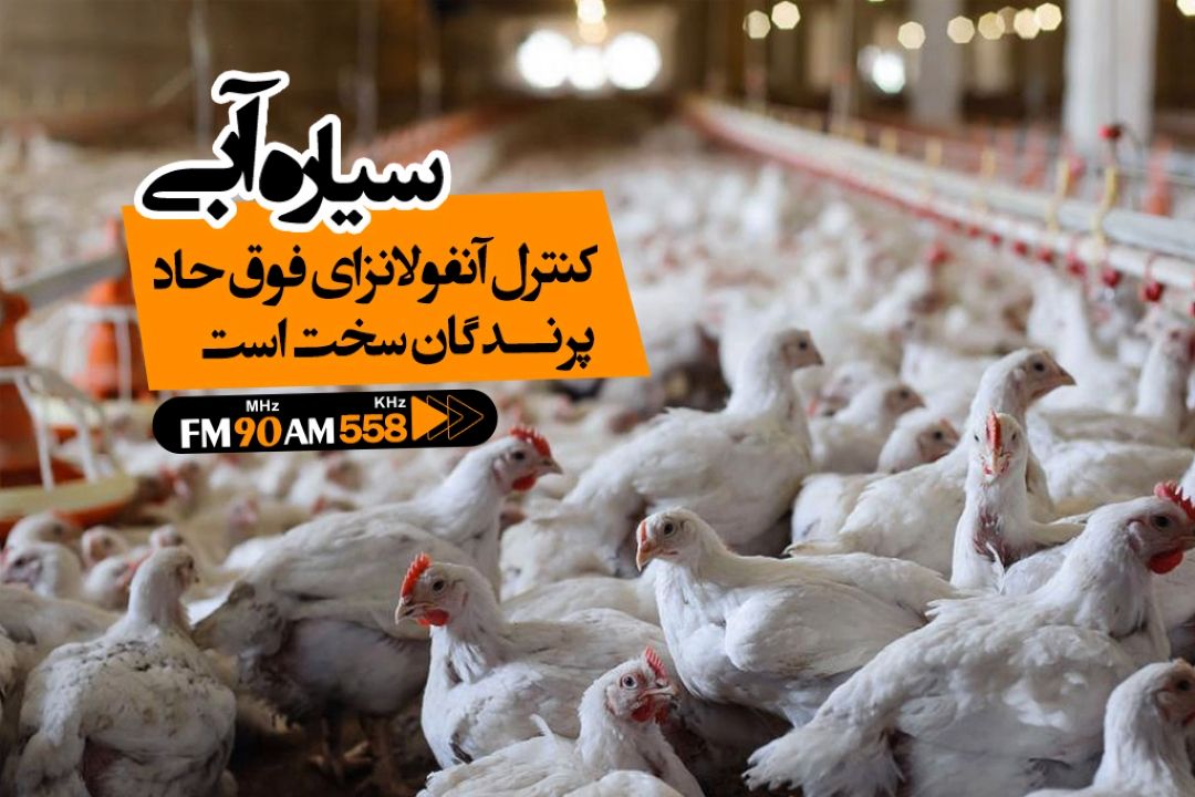 كنترل آنفلوانزای فوق حاد پرندگان سخت است