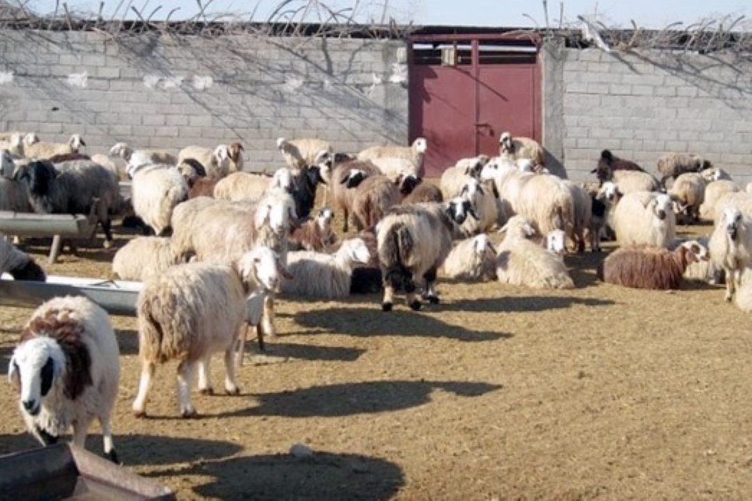 واردات دام زنده از رومانی