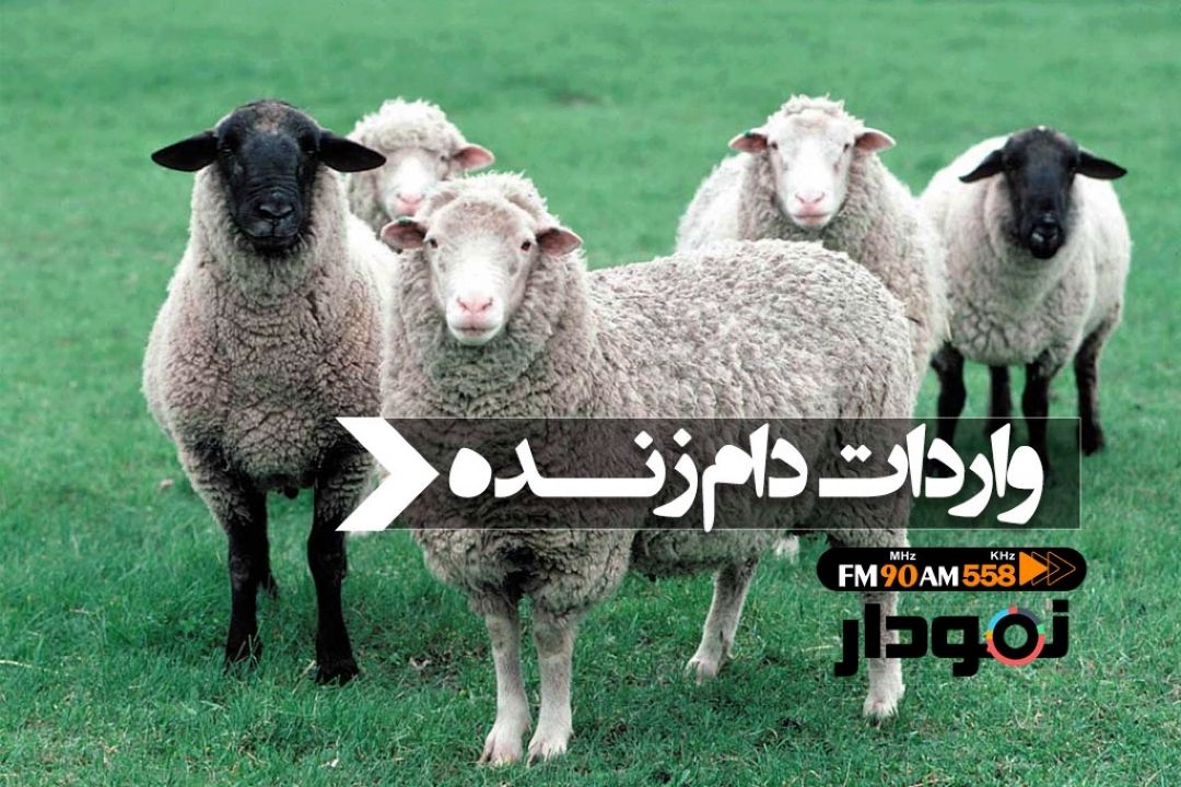 بررسی پشت پرده واردات دام زنده به كشور 
