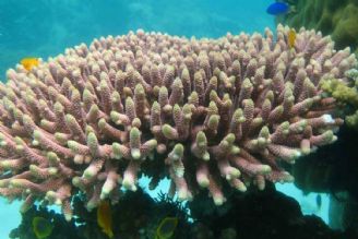 مرجان های جزیره هندورابی نیازمند اقدام محافظتی فوری هستند