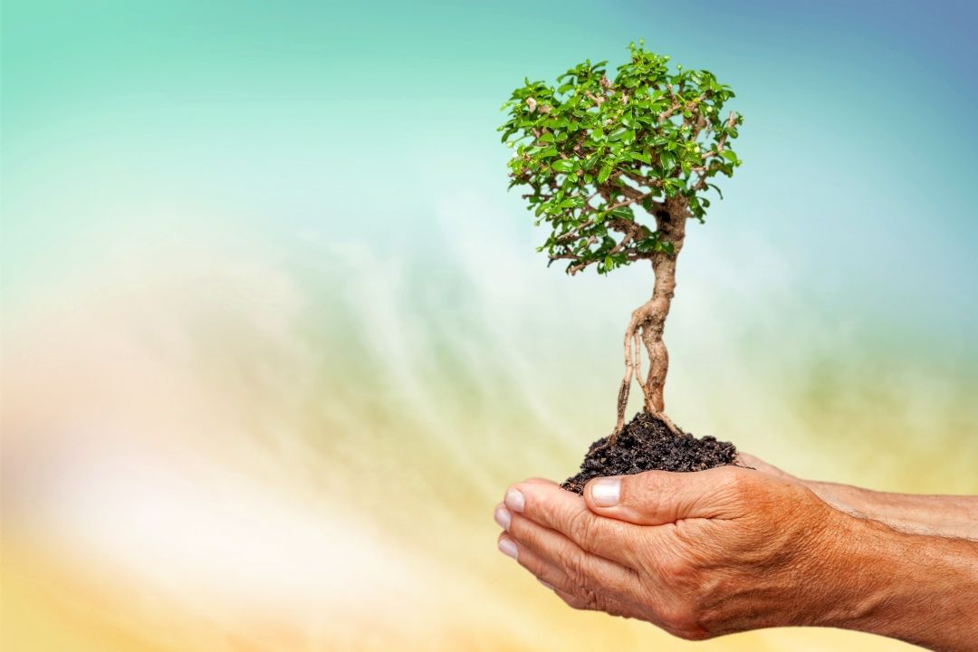 ترویج درختكاری، پاسداشت محیط زیست