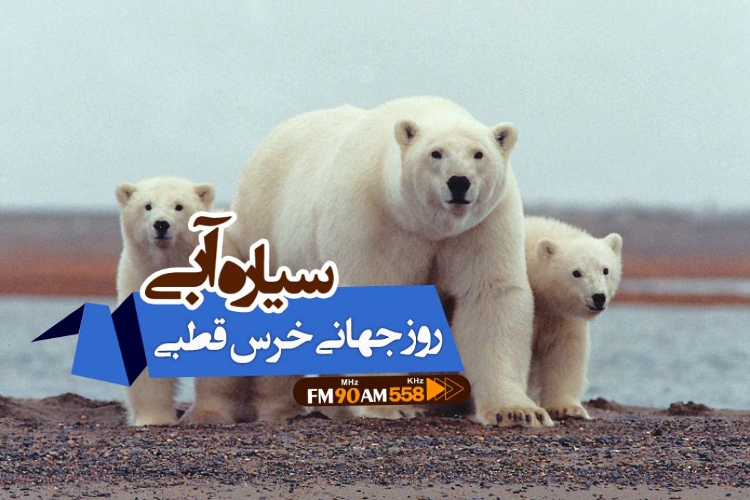 نقش خرس قطبی در اكوسیستم طبیعت 