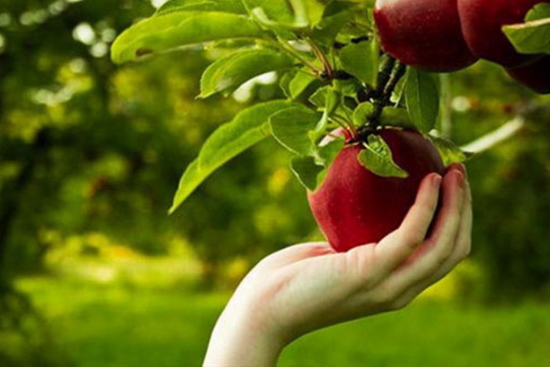 120 میلیون تن تولید سالانه محصولات كشاورزی در كشور 