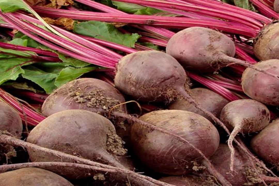 بستر سازی كاشت مهمترین عامل برداشت چغندر مطلوب 