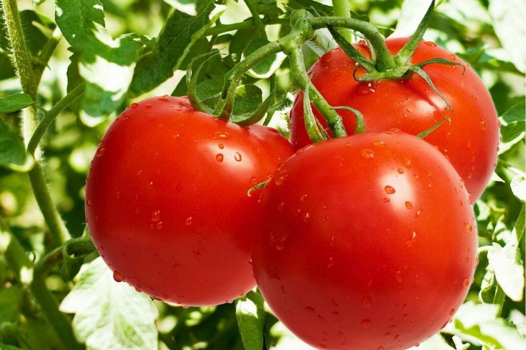 صادرات عامل گرانی گوجه فرنگی 