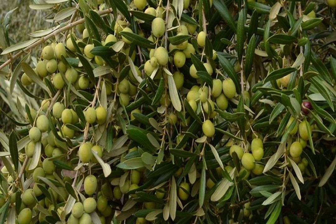 گسترش آفات زیتون نگران كننده شده است