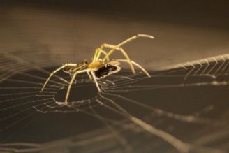 تار عنكبوت برای استفاده پزشكی در ایران هزینه بر است