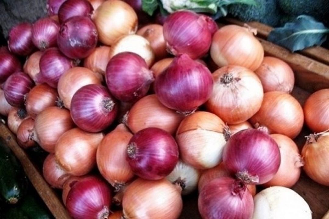 ارزانی پیاز در راه است