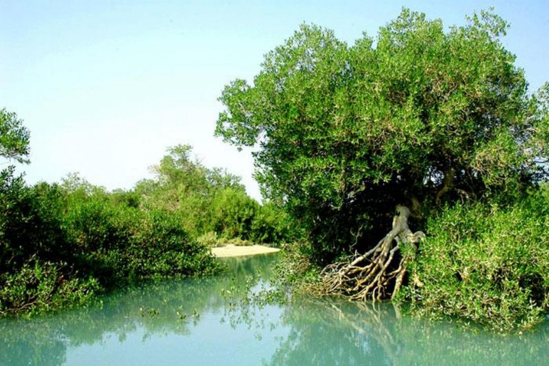 سرزمین من ؛ قشم دردانه ی خلیج فارس 