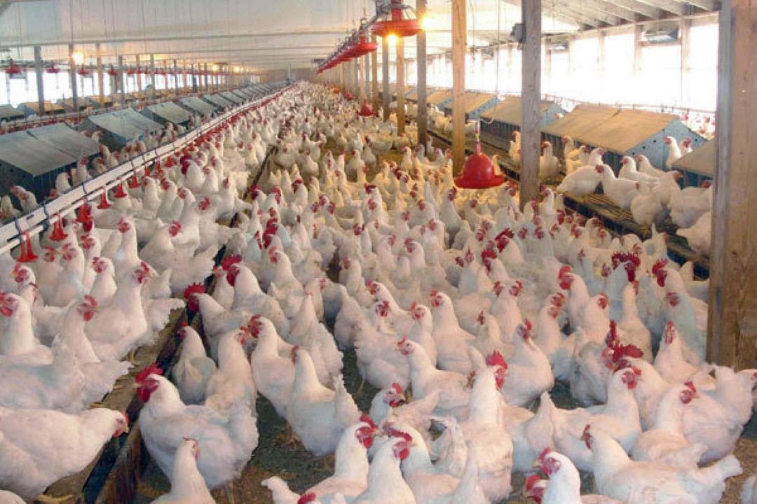 تولیدكنندگان مرغ وضعیت نامناسبی دارند