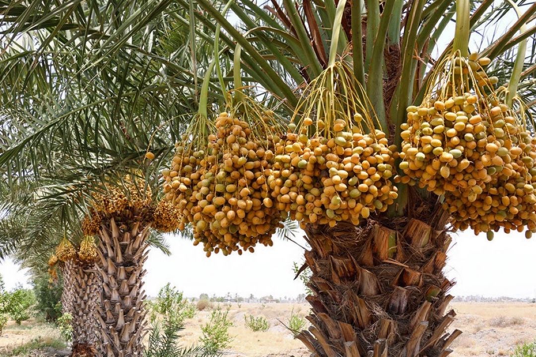 پیش بینی افزایش 100 هزار تنی تولید خرما