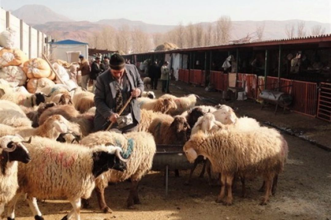 قاچاق دام زنده محدود است
