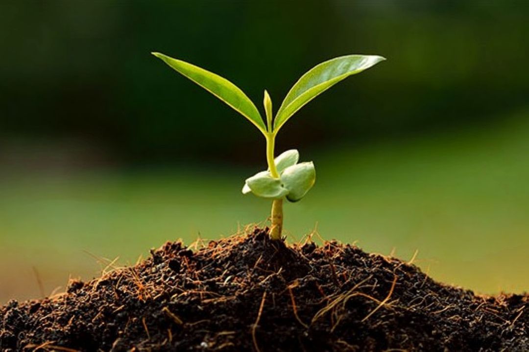 بهره بانكی؛ مانع اصلی رونق تولیدات كشاورزی است