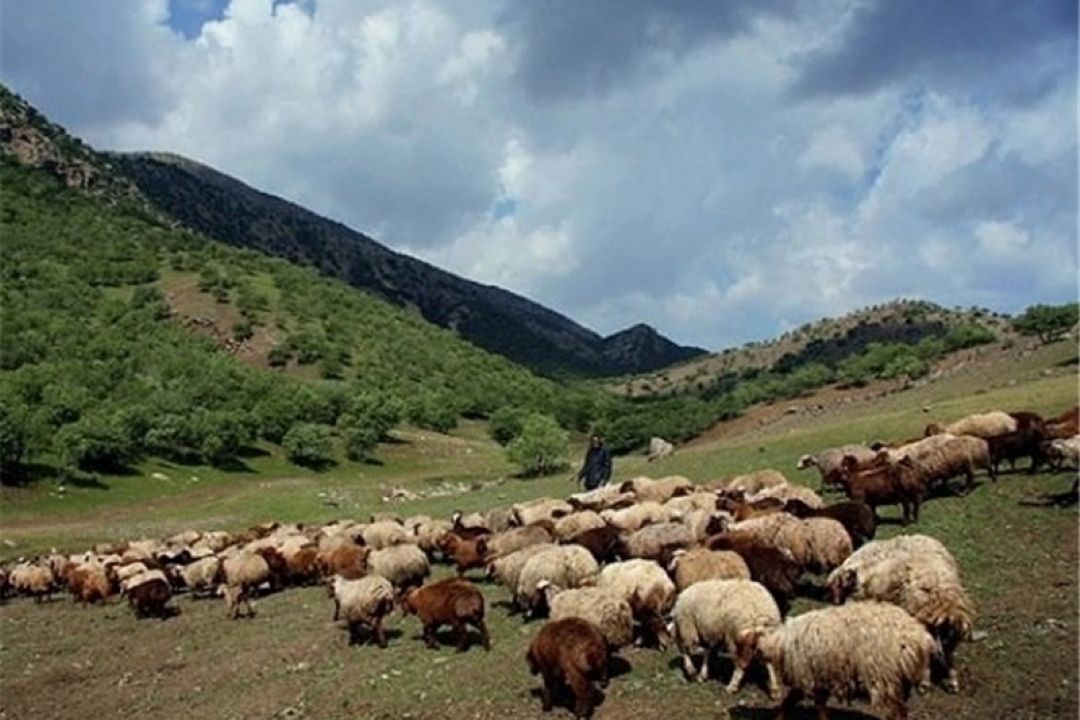 طرح تعادل دام و مرتع سیاستی ناكارآمد