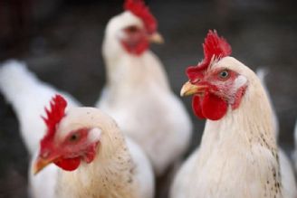 افزایش نیم درصدی قیمت مرغ زنده در سال رونق تولید! 