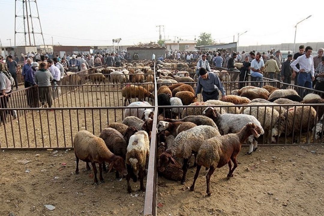 استقرار 93 جایگاه عرضه دام قربانی در تهران