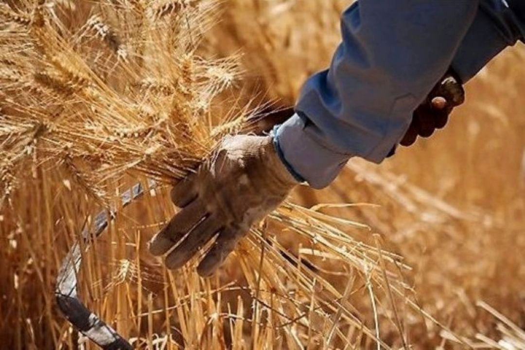 گندمكاران از خرید تضمینی رضایت ندارند
