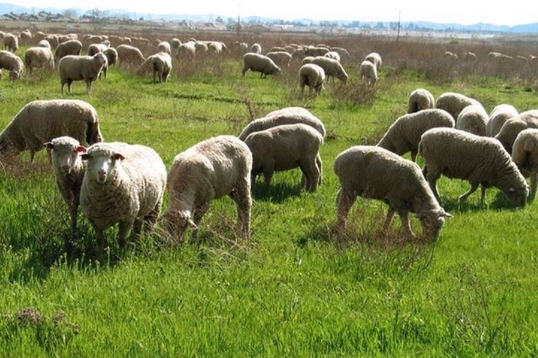 عرضه دام به بازار كم نشده است